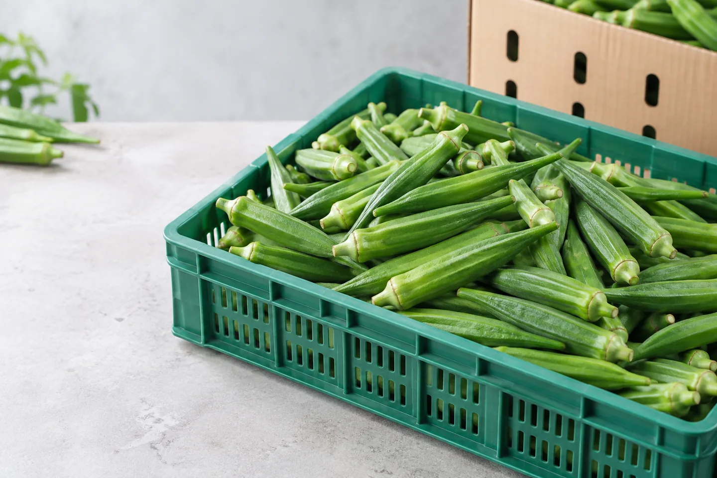 Fresh Indian okra