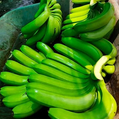 Green bananas