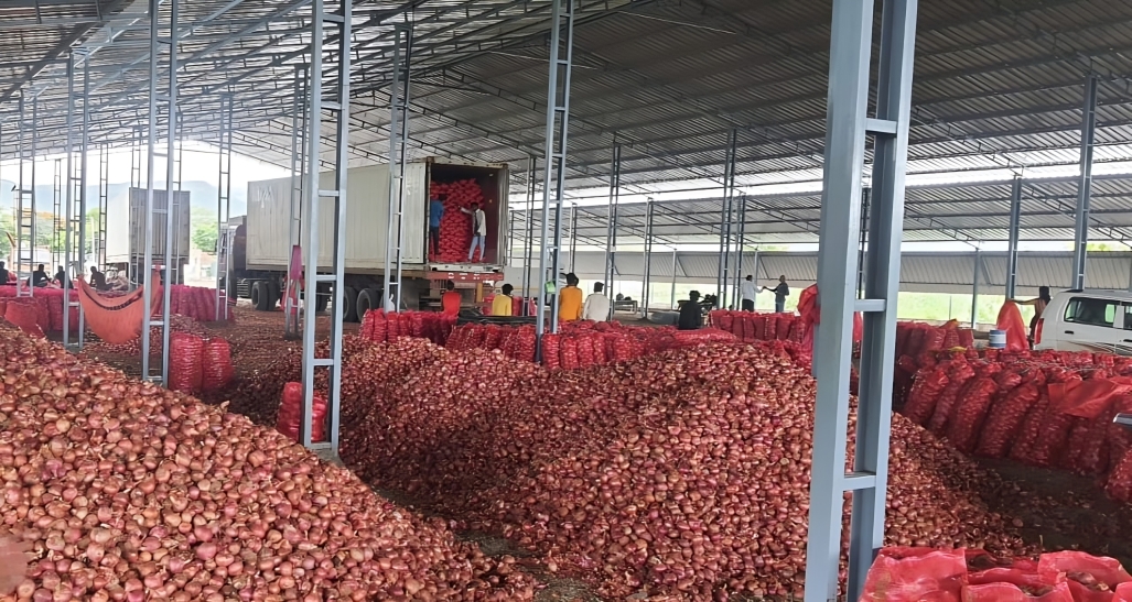 AL NOOR EXIM warehouse — red onions being loaded for export