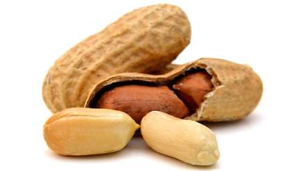 Indian Bold and Java groundnuts