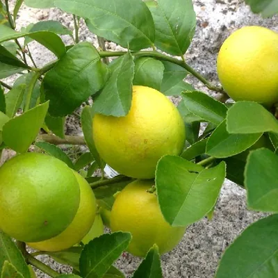 Fresh Indian lemons